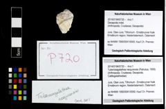 Foto (Objekt + Etikett) von Tuberosagalathea neojurensis (Patrulius, 1959)  (NHMW-GEO-2014-0194-0720)